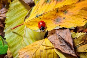 Ladybug on the fallen yellow leaves in the fall