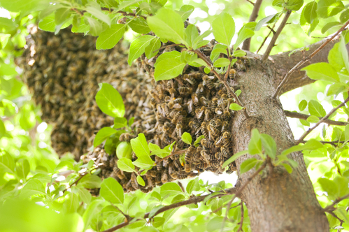 savage bee hive in a tree