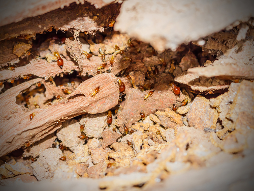 Termite Treatment Cost | What to Expect | Command Pest Control Palm Beach