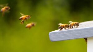 Bee removal service, pest control, Command Pest Control