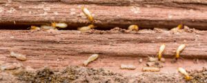 6 Signs You Have a Termite Problem, termite tenting, pest control south florida