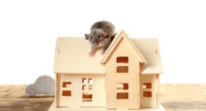 How to Prepare Your Home for Rat Control Services, pest control ft lauderdale