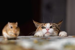 Are People Using Cats as Pest Control?, pest control south florida