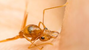 fire ant bites, best control south florida