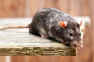The Dangers of Rats on Your Health