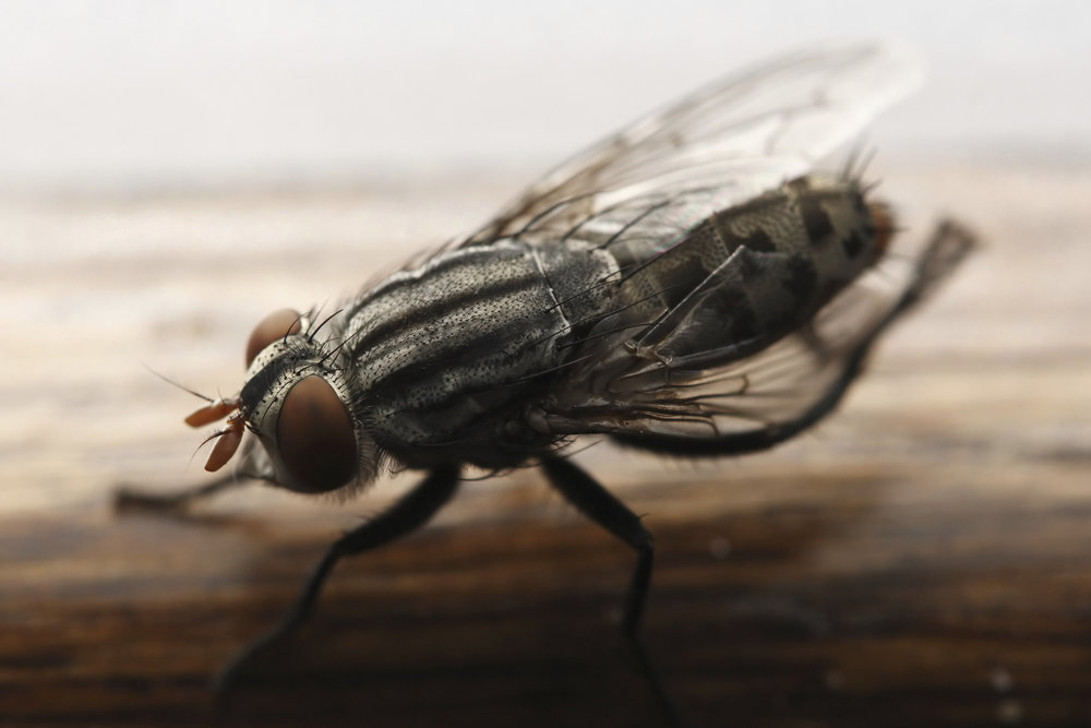 5 Telltale Signs You Need White Fly Pest Control Services, south florida pest control