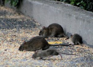rodent infestation south florida, pest control ft lauderdale