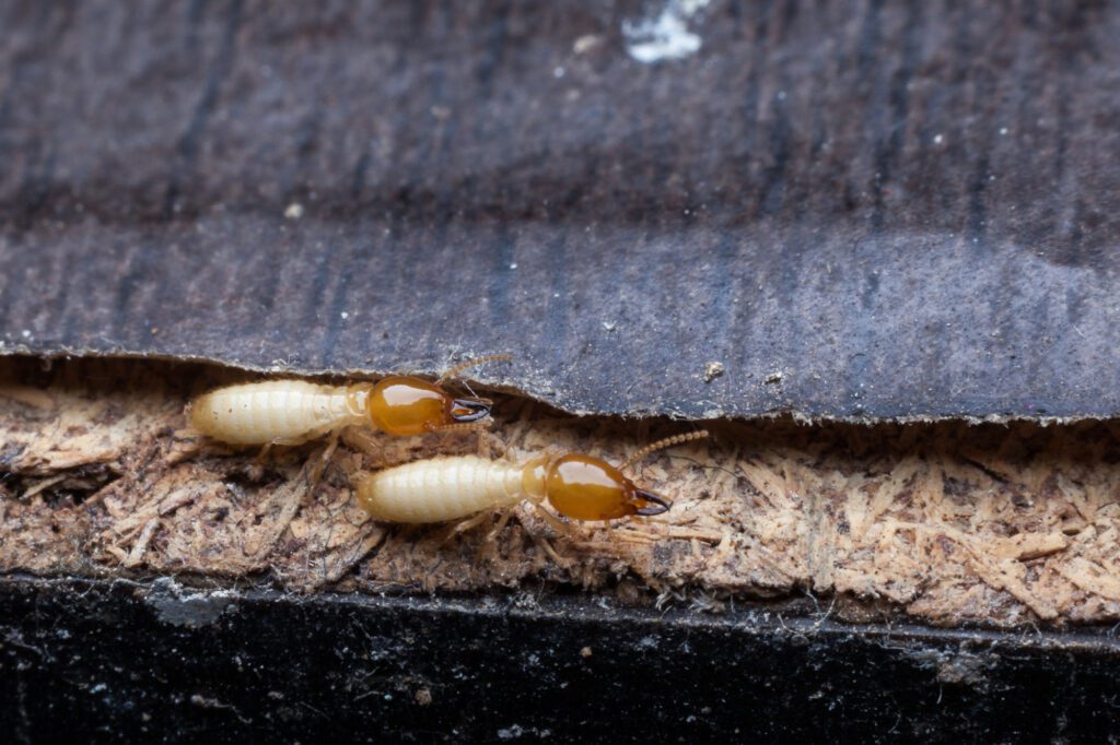 8 Wood Eating Bugs That Will Damage the Structure of Your Home