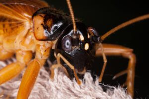 How to Protect Your Home from Common House Bugs In Florida, pest control
