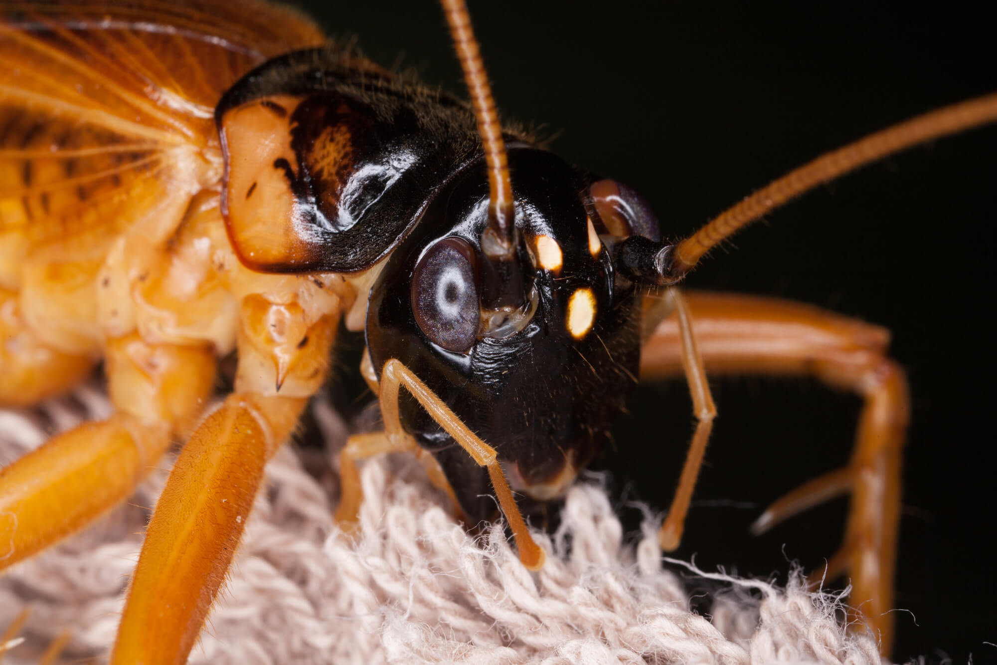 How To Protect Your Home From Common House Bugs In Florida Command Pest Control