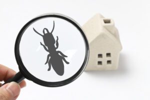 What Can Cause a Termite Infestation?