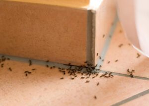 How to Deal With the Most Common Types of House Ants