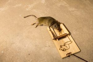 A Floridian's Guide to Dealing With a Rodent Infestation