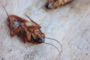 How to Keep Roaches Out of Your House: 5 Simple Tips That Work
