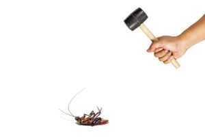 How to Get Rid of Cockroaches Infesting Your Home