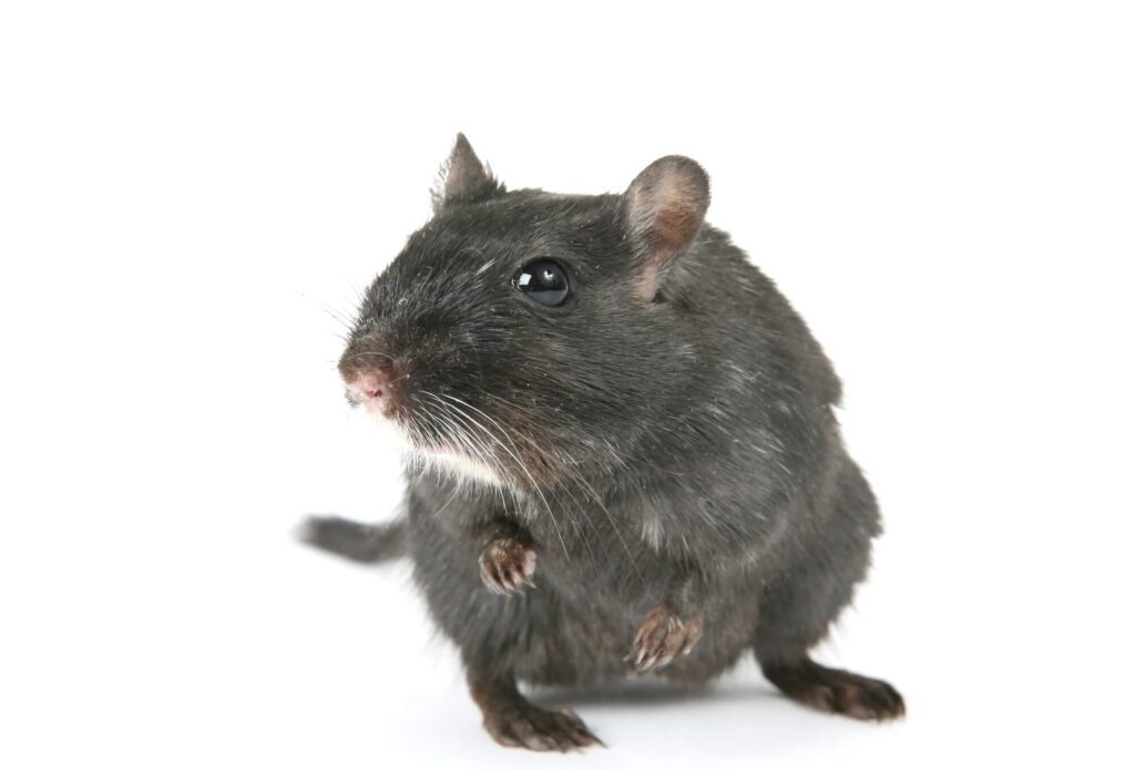 Oh, Rats: Florida Rodents to Look Out For