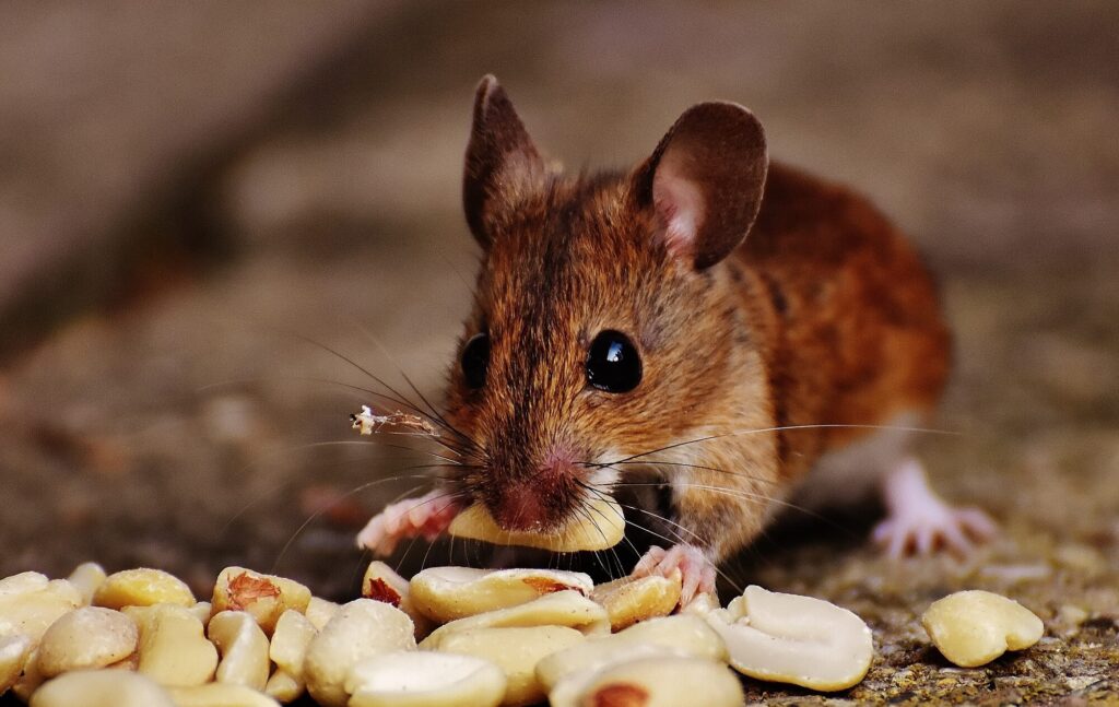 mice infestation - a mice chewing on peanuts