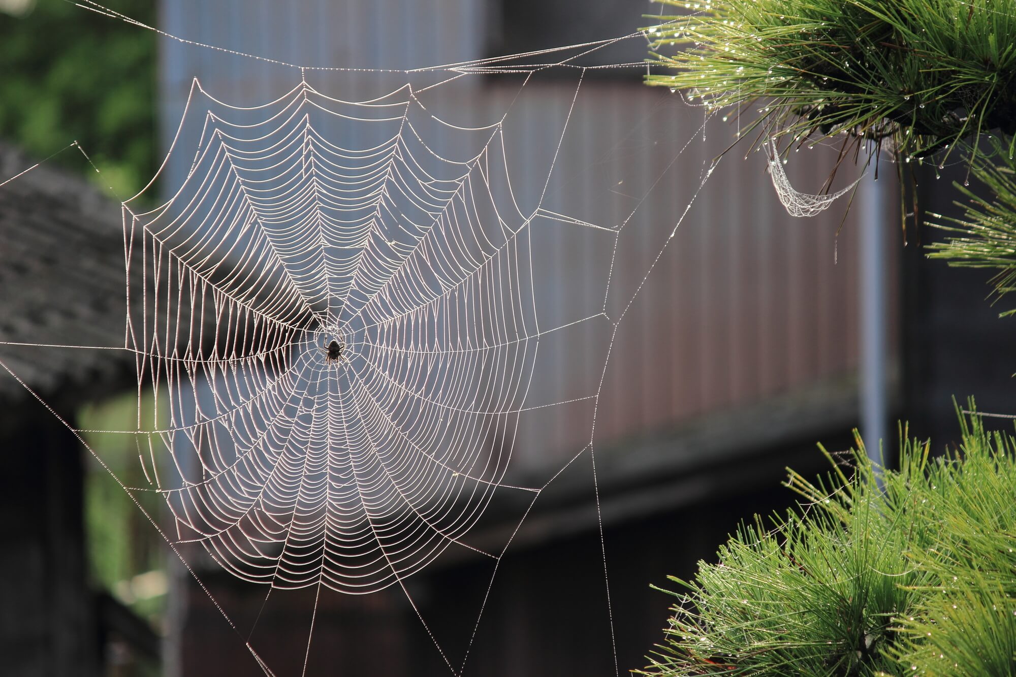 How to Identify a Spiders Nest in Your Home | Command Pest Control