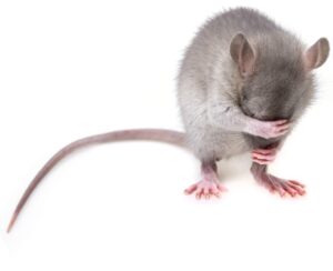 Rats Versus Mice - A rat covering its face