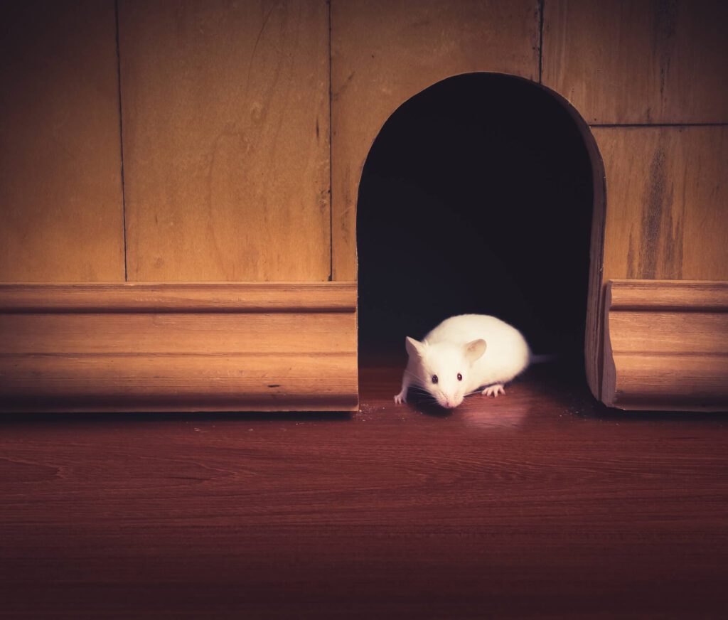 Protect Your House: 10 Rodent Infestation Control Tips
