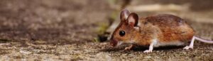 Rats, Mice, and Other Rodents: The Most Common South Florida Rodents to Watch Out for
