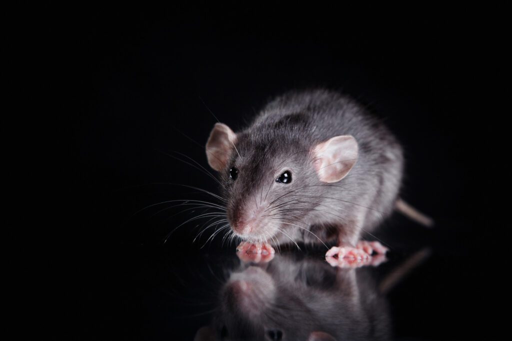 The 3 Most Common Types of Rats in Florida (and How to Deal With Them)