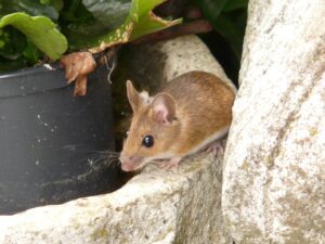 Why Do Mice Come From, Anyway? House the Mouse Got in Your House