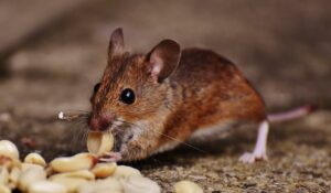 Natural Rodent Repellant Methods | How to Get Rid of Rodents in South Florida