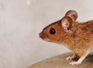 Rodent Removal Services | Pest Control Pompano Beach FL