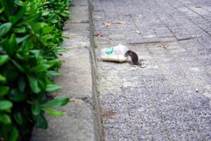 Rodent Repellants for Home | Prevent Rodent Infestation in South Florida