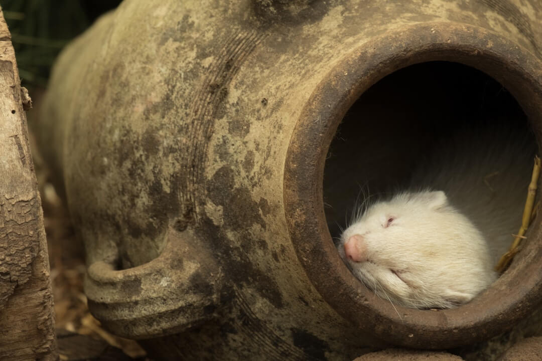types-of-rats.jpg