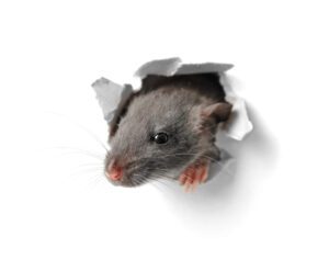 Prevent Large Rodents | Pest Control in Florida