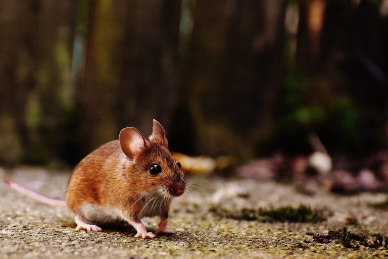 8 Foods that Attract Mice and More Command Pest Control