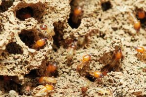 Termites are a National Problem | Termite Prevention South Florida