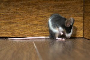 How to Get Rid of Mice | Pest Control Services