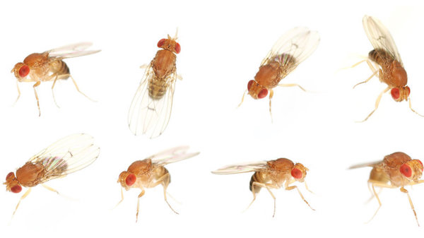 Fruit Fly Gnat Infestation 