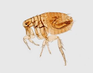 What Do Fleas Look Like? | Command Pest Control