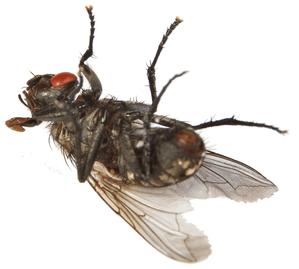 A Complete Rat Identification Guide | Command Pest Control