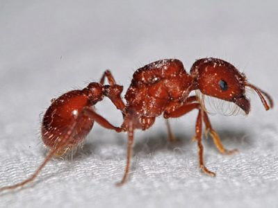 red-harvester-ants