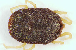 argasid-ticks-command-pest-control