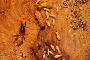 damp-wood-termite-command-pest-control