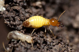 formosan-termite-command-pest-control