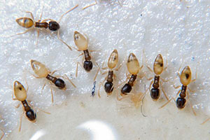 ghost-ants-command-pest-control