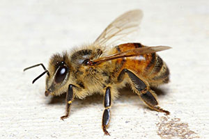 honey-bees-command-pest-control