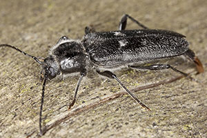 old-house-wood-borer-beetles-command-pest-control
