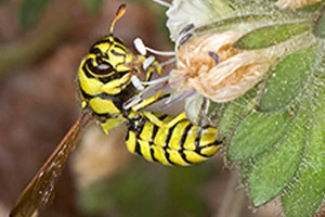 pollen-wasps-command-pest-control