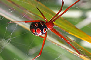 red-widow-spiders-command-pest-control