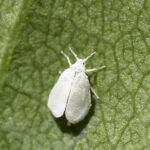 white-fly