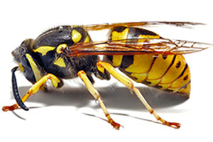 yellow-jacket-wasps-command-pest-control