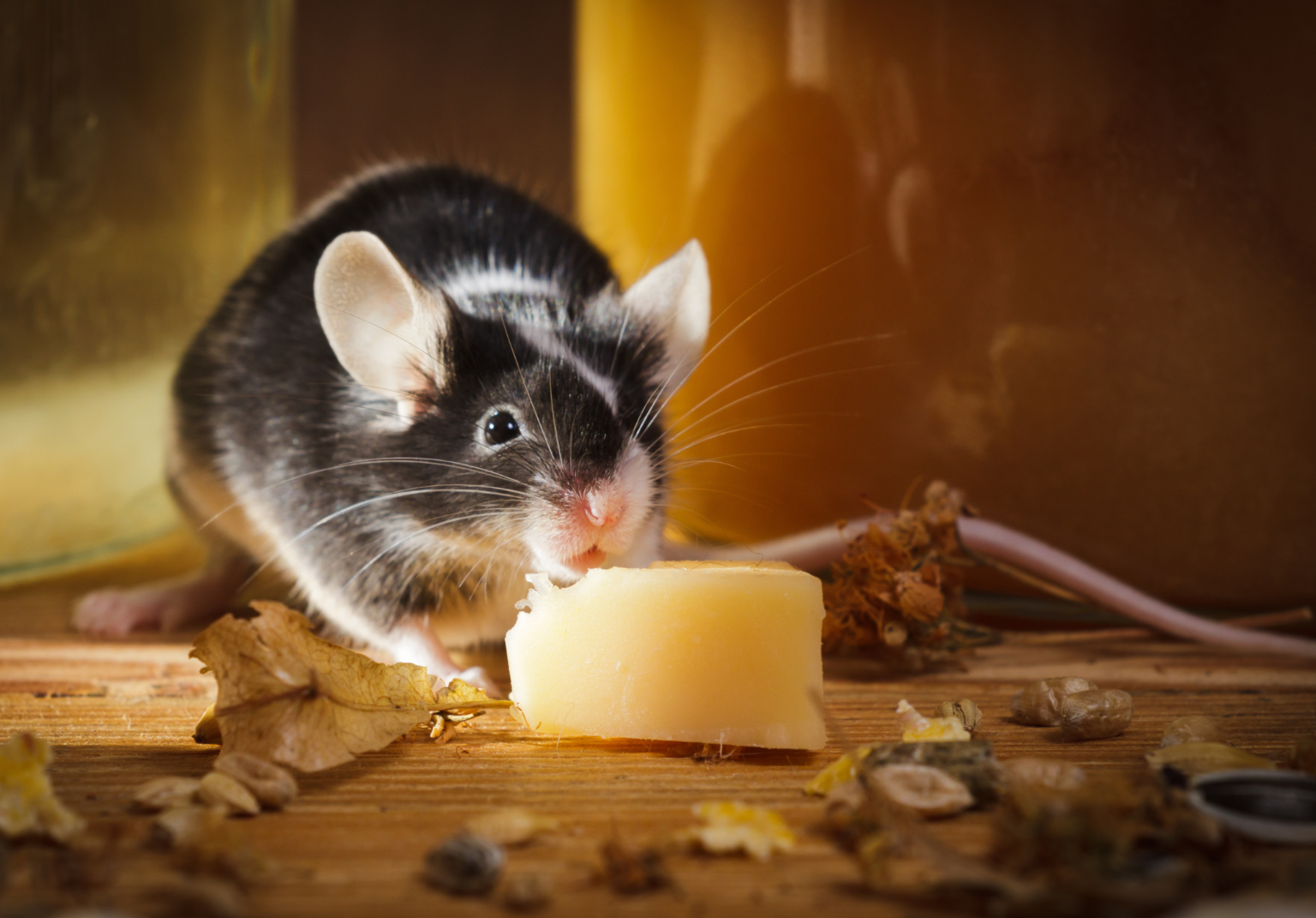 5 Telltale Signs Of A Rodent Infestation | Command Pest Control Boca ...